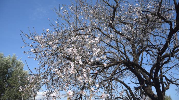 Antalya’da badem ve erik ağaçları çiçek açtı