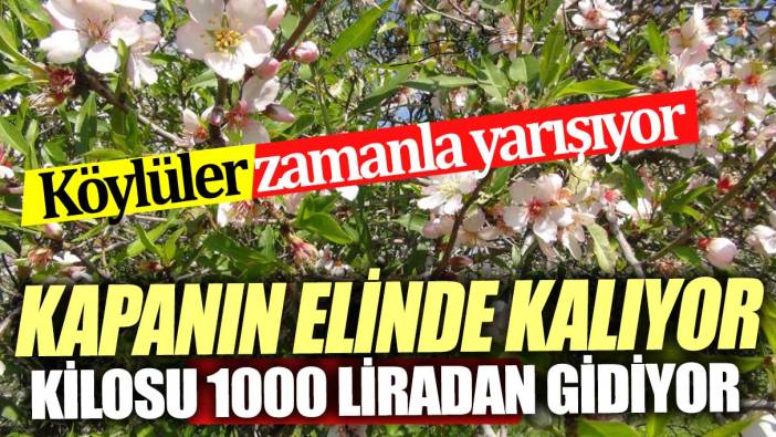 Köylüler zamanla yarışıyor Kilosu 1000 liradan satılıyor