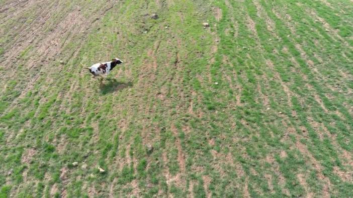 İzmit'te arazine giren ineği dronla kovaladı