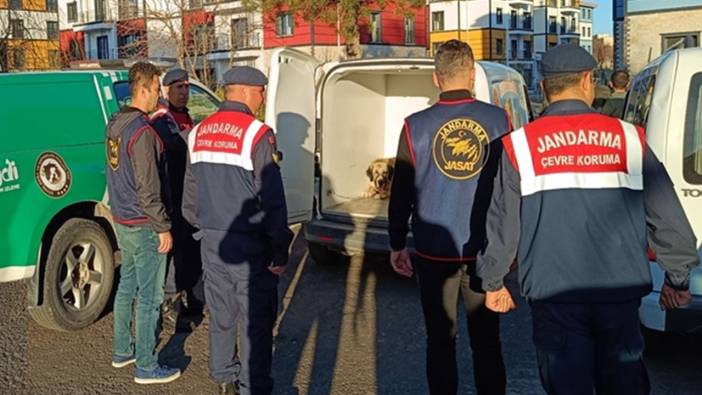 Nevşehir'de köpek dövüştürenler yakalandı