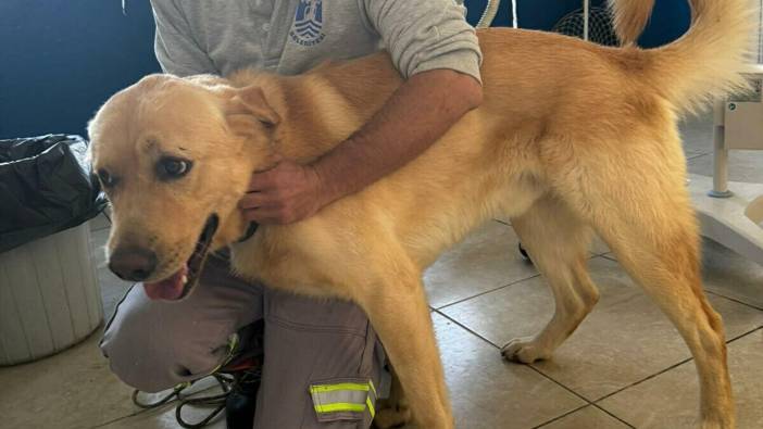 Muğla’da zehirlenen 5 köpek kurtarıldı