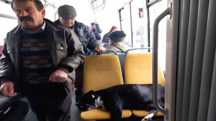 Yolcu koltuğunda bu sefer köpek vardı 'Yaşlılar ayakta kaldı'