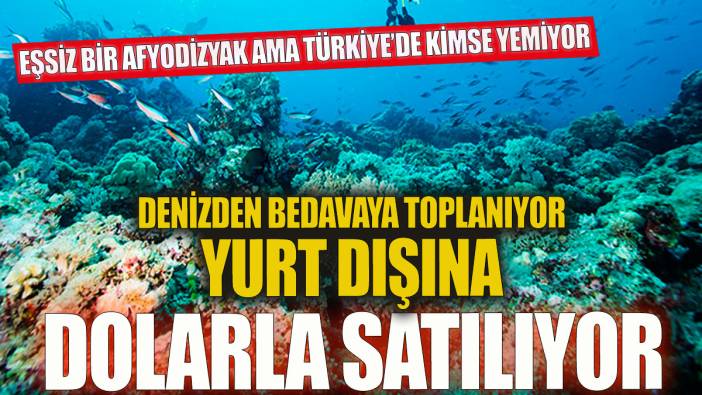 Denizden bedavaya çıkarılıyor Yurt dışına dolarla satılıyor