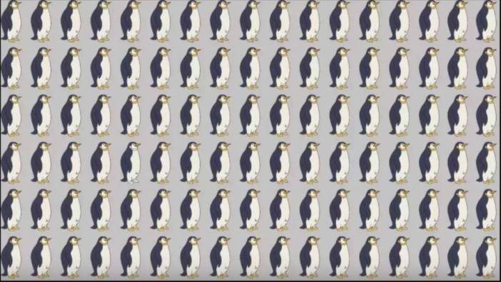 Yalnızca en zekiler saniyeler içinde görebiliyor Farklı pengueni 6 saniyede bulabilir misiniz