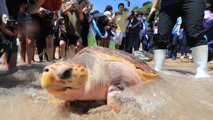 Deniz kaplumbağası yiyen 9 kişi öldü