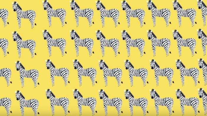Bulmak imkansız Farklı zebrayı 6 saniyede bulanlar dahi kabul ediliyor