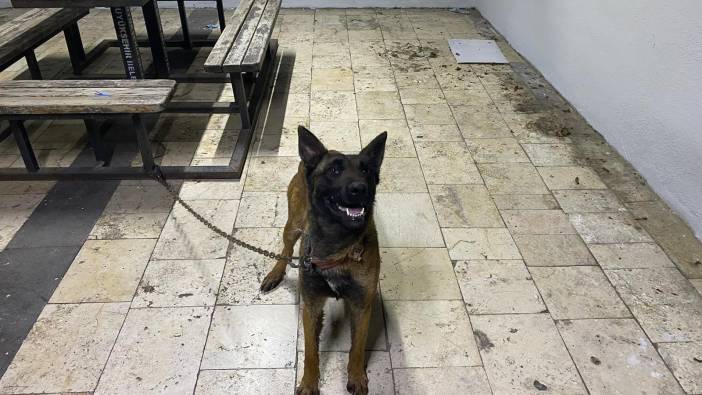 Şanlıurfa'da kurt köpeğini çalan hırsızlar yakalandı