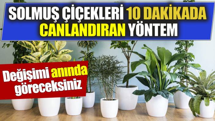 Solmuş çiçekleri 10 dakikada canlandıran yöntem Değişimi anında göreceksiniz