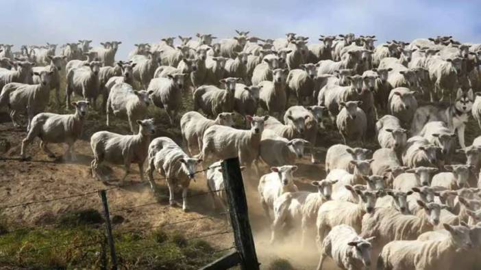 Resimdeki gizli köpeği 10 saniyede bulabilir misiniz