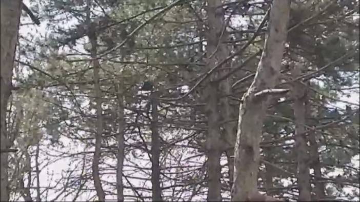 Ağaçta mahsur kalan kuşun itfaiye ekipleri kurtardı