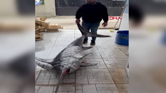 Adana’da satılan balığın fiyatı dudak uçuklattı ‘Tam 200 kilo ağırlığında’