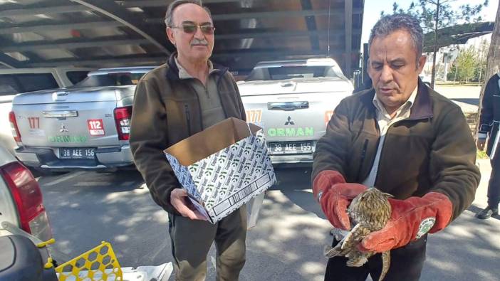 Kayseri'de yaralı baykuş kurtarıldı
