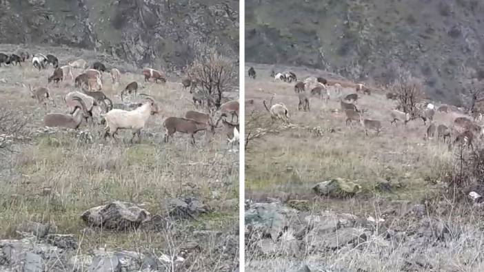 Elazığ’da nesli tehlikede olan dağ keçileri görüldü