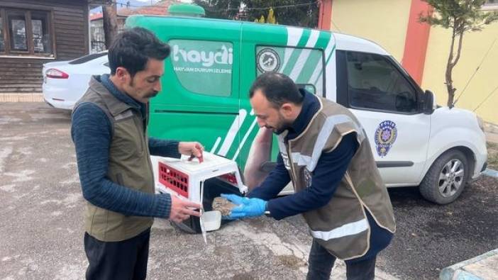Erzincan’da yaralı baykuş tedavi altına alındı