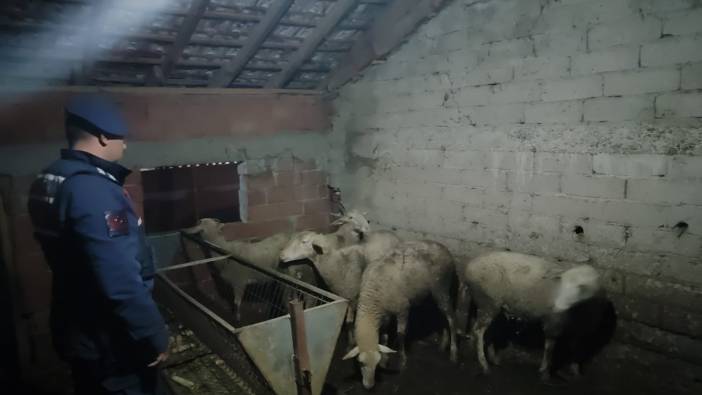 Bursa'da çalınan koyunları jandarma ekipleri buldu