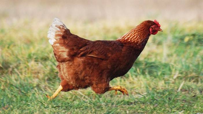 Kırıkkale’de tavuk hırsızları yakalandı