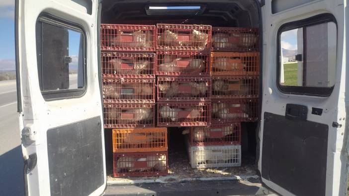 Kaçak tavuk taşıyan şahsa 29 bin TL ceza