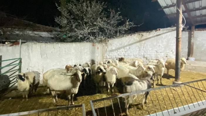 Konya’da kuzenin koyunlarını çalan şahıs yakalandı