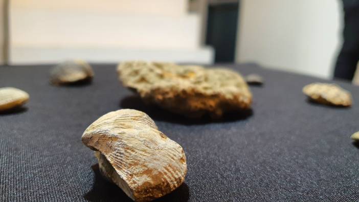 Bir evden 8 parça fosil çıktı