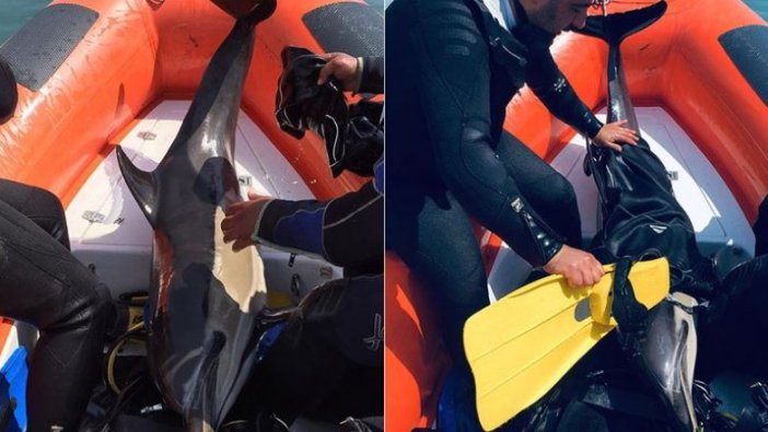 Sığ suda sıkışan yunus botla kurtarıldı