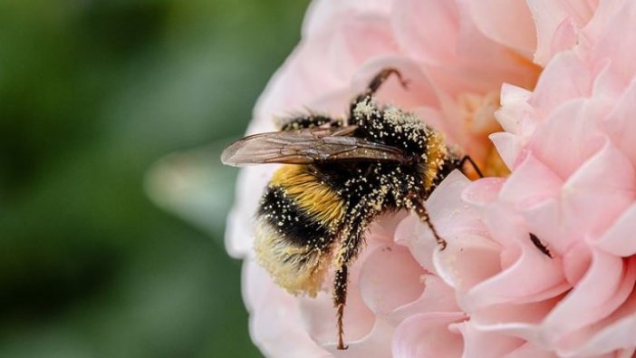 Arıların yüzde 40'ı yok olabilir