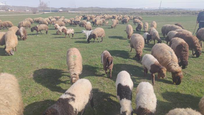 Bitlis'te koyunlar meraya çıktı