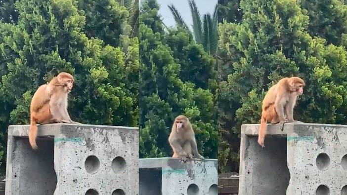 İstanbul'un göbeğinde maymun alarmı