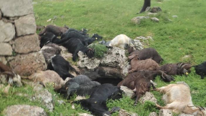 Keçilerin üzerine yıldırım düştü! 31 tanesi öldü