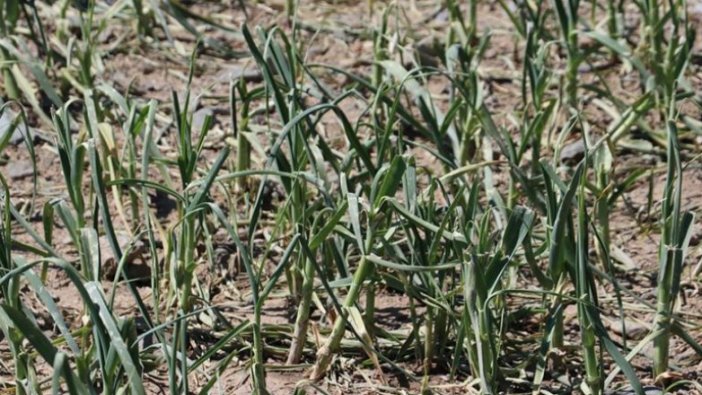 Taşköprü sarımsağında dolu zararı