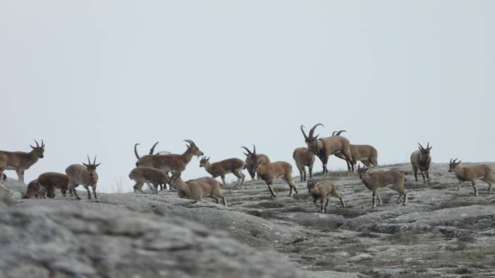 Dağ keçileri doğal ortamlarında görüntülendi