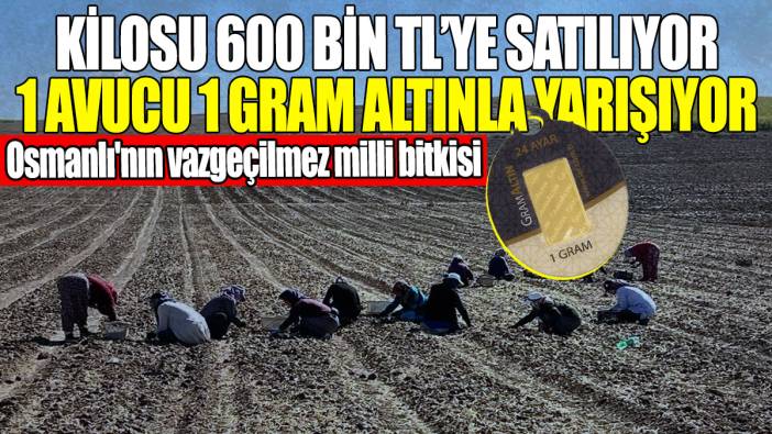 Osmanlı'nın vazgeçilmez milli bitkisi: Kilosu 600 bin TL’ye satılıyor 1 avucu 1 gram altınla yarışıyor