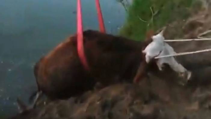 Irmakta sürüklenen inek için kurtarma operasyonu