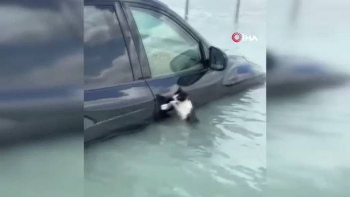 Arabanın kapı kolu kediyi hayata bağladı