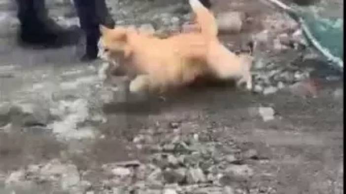 Gayrettepe'de yıkımına başlanan binaya giren kedi kurtarıldı