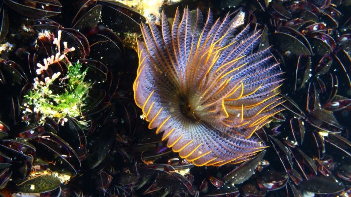 İzmir Körfezi'nde yeni bir tür bulundu