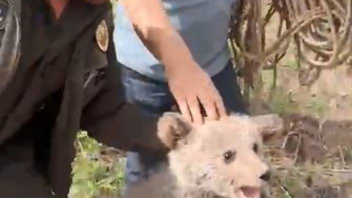 Yavru ayı mahsur kaldığı ağaçtan kurtarıldı
