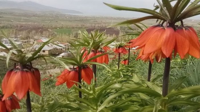 Ters laleler jandarma korumasında