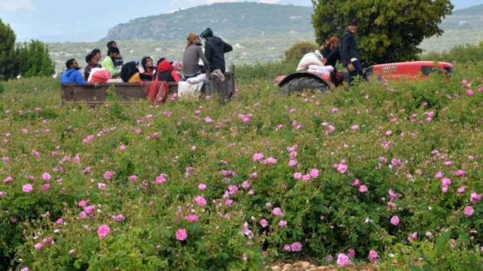 Gül yağının kilosu 9 bin euro'dan satışta!