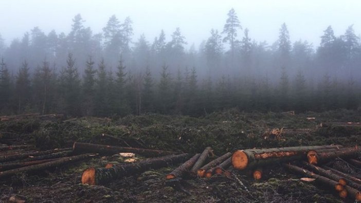 Dünya ormanları 4 milyar hektara geriledi