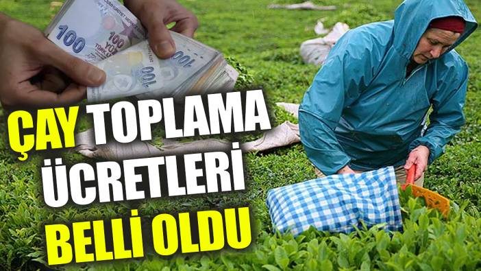 Çay toplama ücretleri belli oldu