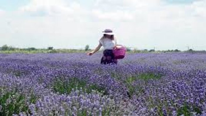 Lavanta tarlalarına 50 bin ziyaretçi