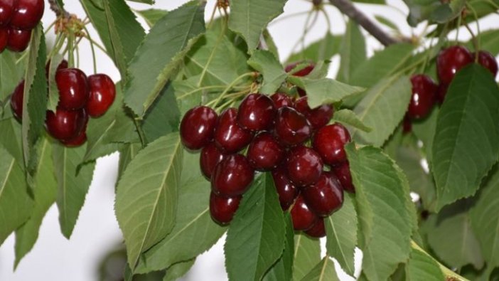 'Dalbastı' kirazında hasat başladı