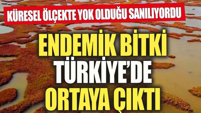 Endemik bitki Türkiye'de kendi gösterdi! Küresel ölçekte yok olduğu sanılıyordu