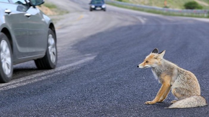 Yol kenarına inen tilki ilgi odağı oldu