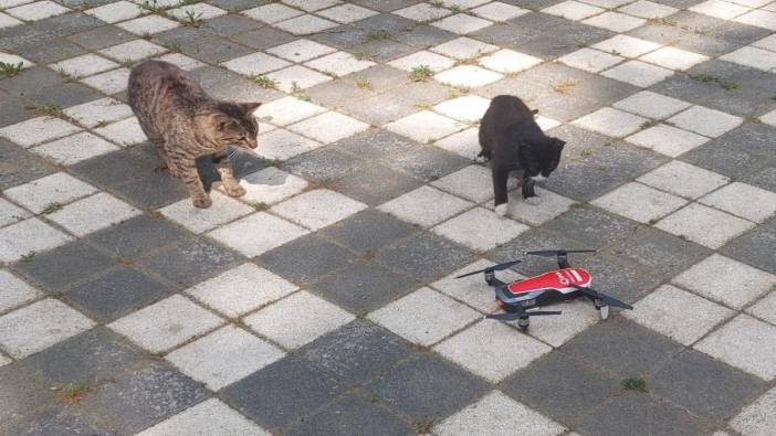 Kediler dronu yakalamak için yarıştı
