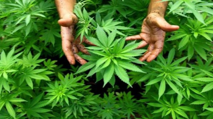 Kenevir ekili alan 52 kat arttı