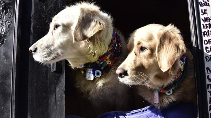 Veterinerlerden 'evcil hayvan besleyenler kayıt altına alınsın' talebi