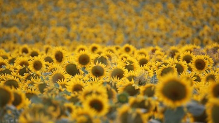 'Doğanın sarı gelini' çiçeklendi