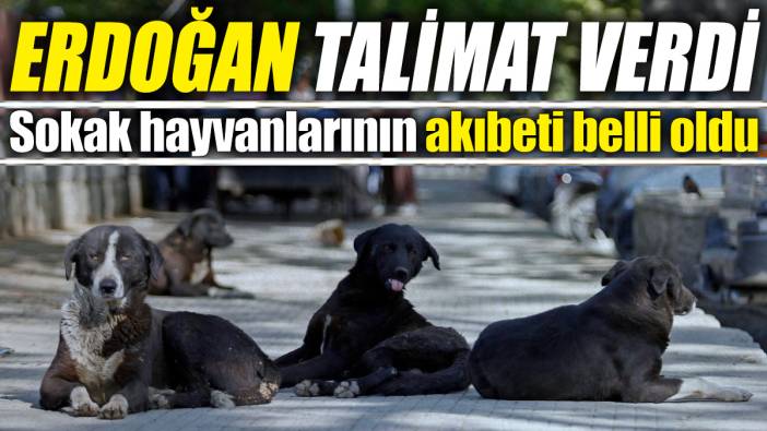 Cumhurbaşkanı Recep Tayyip Erdoğan talimat verdi! Sokak hayvanlarının akıbeti belli oldu