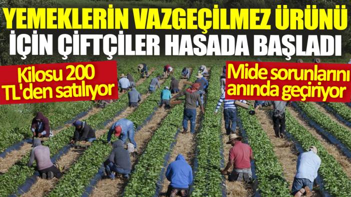 Yemeklerin vazgeçilmez ürünü için çiftçiler hasada başladı! Kilosu 200 TL'den satılıyor